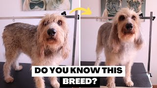 SOMEONE ABANDONED THIS HUNTING DOG, NOW SHE COMES TO THE GROOMERS | RURAL DOG GROOMING