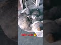 Babys cat 