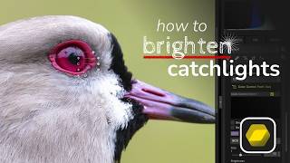 Nikon NX Studio: Brighten Catchlights Tutorial Nikon NX Studio: Brighten Catchlights Tutorial