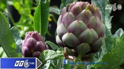 Rước bệnh vì lạm dụng hoa Atisô | VTC