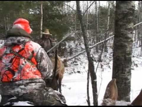 Hunting Michigan's elk