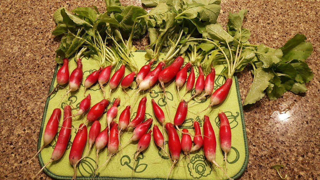 March 7 Radish Harvest with growing tips YouTube