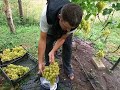 Виноград Аркадия, урожай с куста 2018