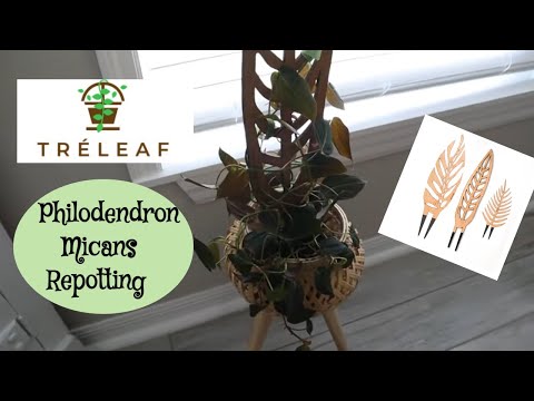 Repotting my Philodendron Micans | TreLeaf Trellis
