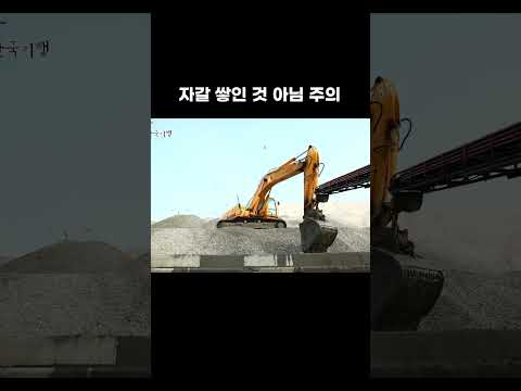 갈매기 컨베이어 벨트 탑승 #shorts