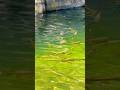 Soft moments matter #shorts #shortvideo #youtubeshorts #trending #viralvideo #subscribe