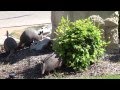 armadillo family eating fire ants 2014