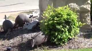 armadillo family eating fire ants 2014