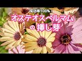『オステオスペルマム』成功率100%！オステオスペルマムの挿し芽、管理方法