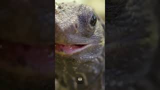 El Tuátara | Extraño reptil         #animales #fypシ #videoshort #fy #viral #video #shorts #reptiles