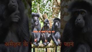 Amazon Jungle Ke Sabse Anokhe Bandar 😱#shorts #facts #education