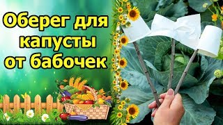 ОБЕРЕГ ДЛЯ КАПУСТЫ – ВСЕ БАБОЧКИ БУДУТ В ШОКЕ! ЗАЩИТА КАПУСТЫ ОТ БАБОЧЕК БЕЛЯНОК (КАПУСТНИЦ)!