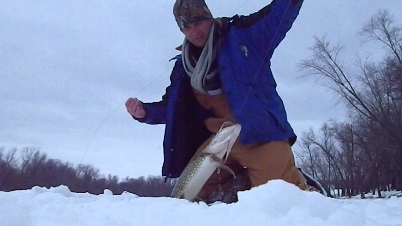 Huge Northern Pike Ice Fishing LyubakaVideo YouTube