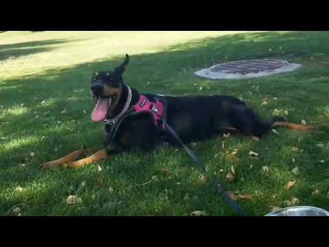 How to Determine if a Dog Is Dehydrated