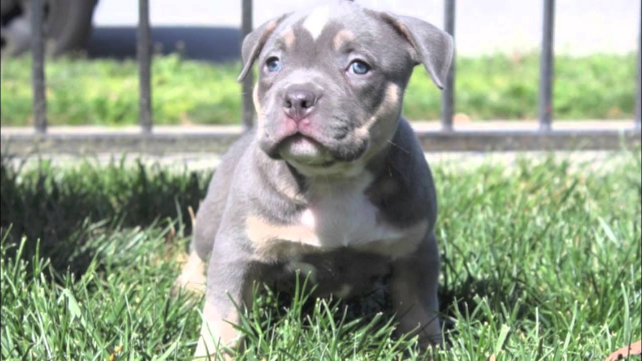 tri color pocket pitbull