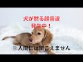 うるさい犬を黙らせる方法 24時間流しっぱなしでOK!吠える犬を黙らせる音