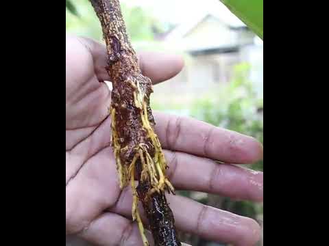 Rooting idea without