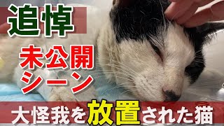 【生き地獄】未公開シーン 大怪我を放置され続けた猫　追悼