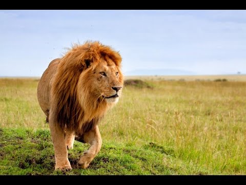 Video: Sådan tager du på safari i Tanzania