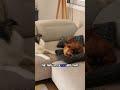 Dog Steals Cat's Bed
