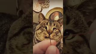 😂😂 #funny #foryou #cat #comedy