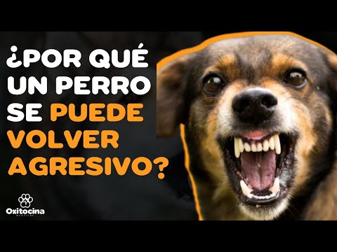 Video: Causas médicas de los comportamientos agresivos en perros