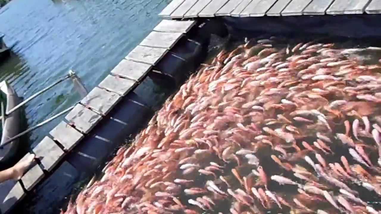 Fish Farm Sri Lanka