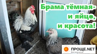 Брама тёмная. Как несутся Брамы зимой