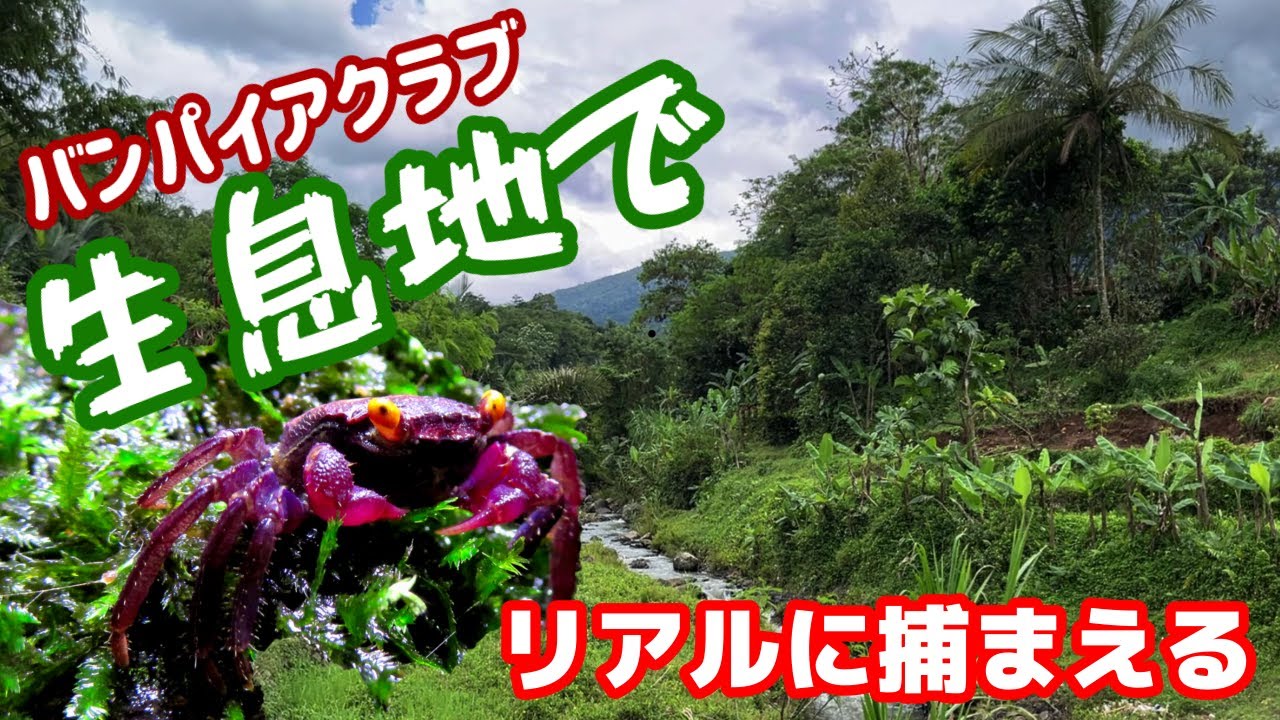 【永久保存版レベル】山奥の生息地で捕まえる！テラリウム愛好家に人気の紫色の小さな陸ガニ、バンパイアクラブ（ドワーフクラブ）を追う旅、ガッツリ動画24分！
