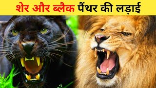 Lion vs Black Panther | Black Panther vs Lion Who Would Win?