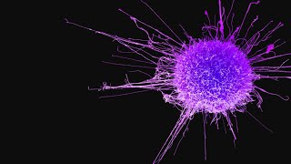 The Answer To Cancer