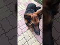 Ghar Jo Bhi Jaiga Bahar Hme Lekar Jaiga Germanshepheard Trending Pets Funny Comedy