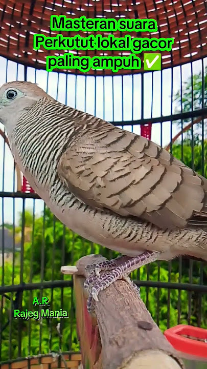 Perkutut lokal gacor suara besar dan merdu ✅ #perkututgacor #burung #fypシ゚viral
