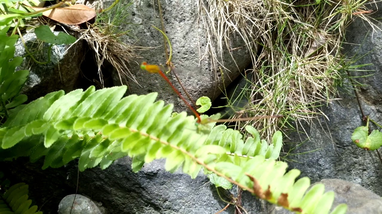 人生旅安價錢 Sauer