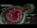Введение в цитологию (видео 1) | Строение клетки | Биология