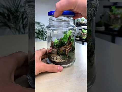 من مجرد علبة زجاجية الى غابة مصغرة تيراريوم المراعي