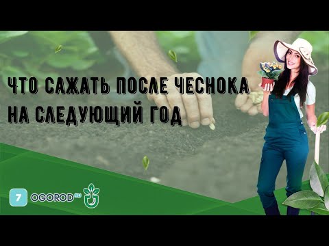 Что сажать после чеснока на следующий год