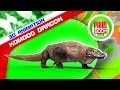 Green Screen Komodo Dragon Varanus Komodoensis Lizard - Footage PixelBoomCG