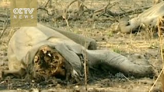 Britain sends troops into West Africa on anti-poaching mission screenshot 2