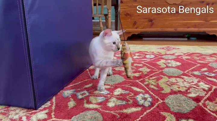 Video 10598091: snow lynx bengal kitten, beautiful bengal kittens, blue bengal kitten, blue eyed lynx