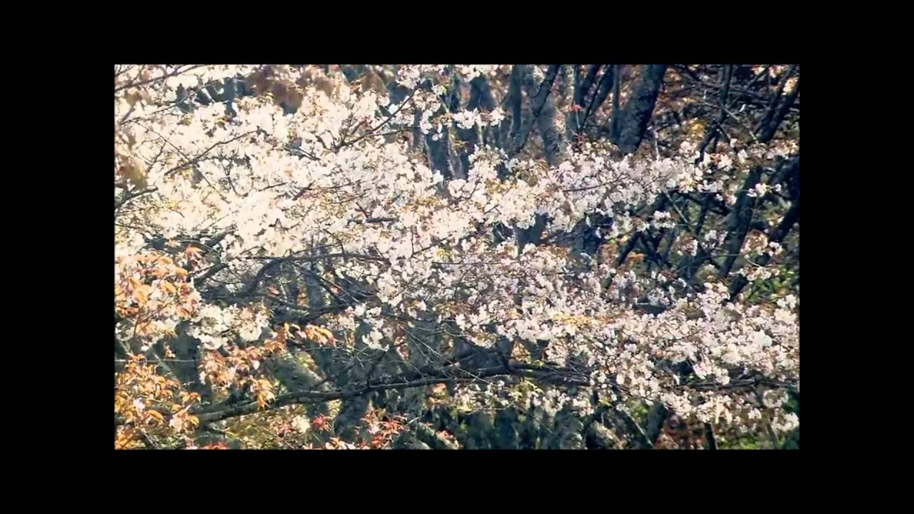 Música Folk tradicional japonesa flauta de bambú chino (Meditación