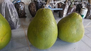 Bưởi ruby cành chiết về liên tục lượng hàng ổn định 0966662360