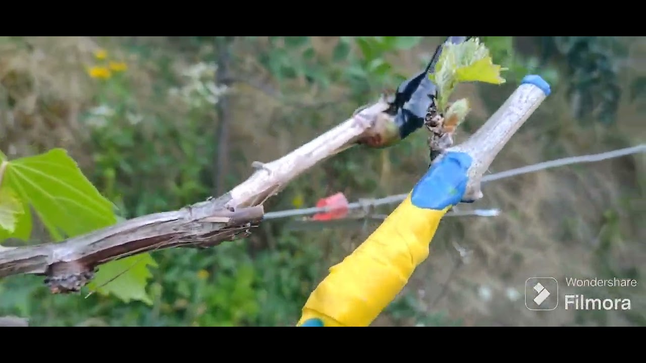 Altoire vita de vie,