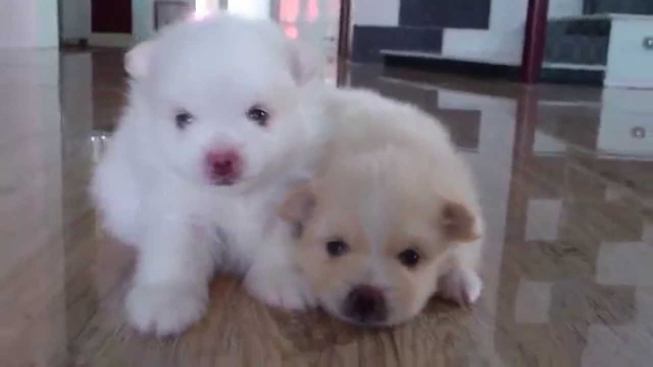 pomeranian 1 month old