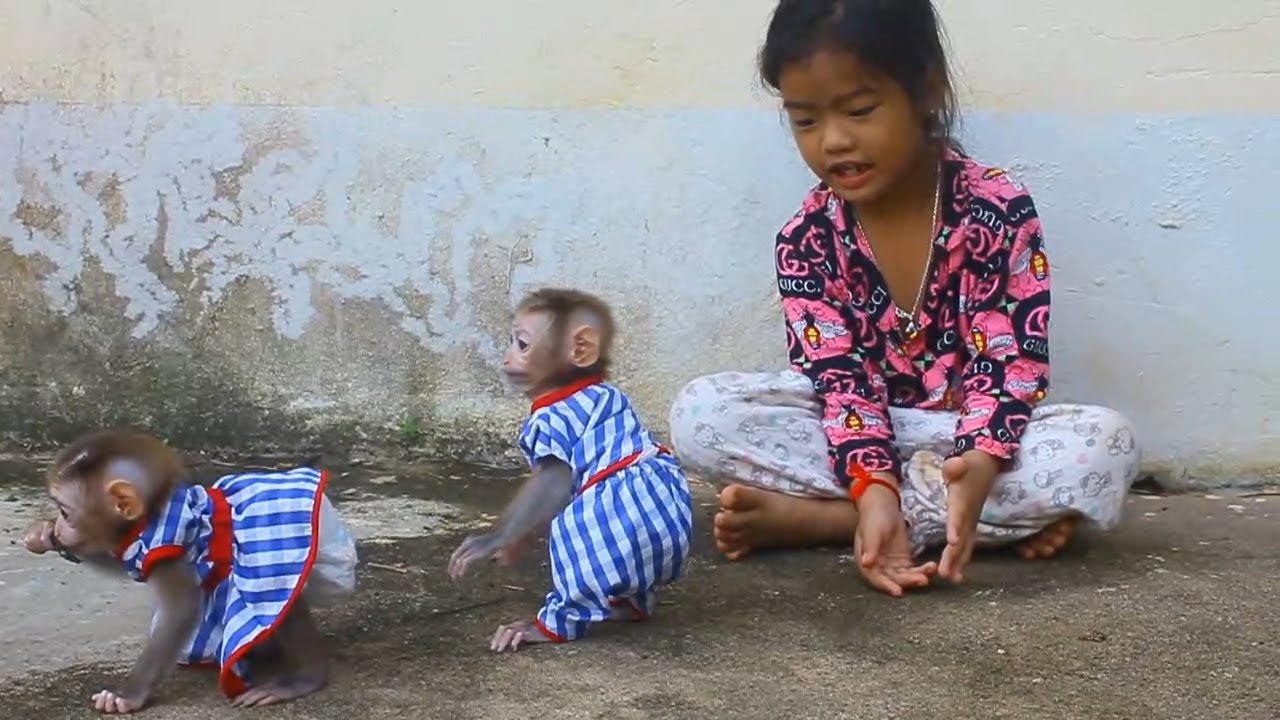 Good Sister Free Time From School Playing with Babies Monkey so Happy