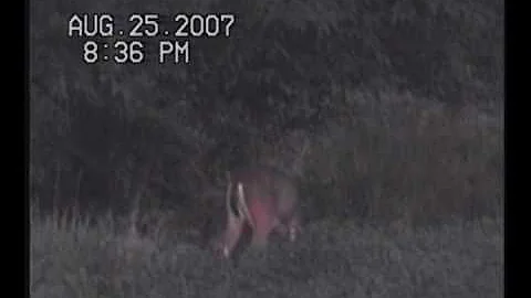 MUST SEE! (WORLD CLASS)  Non-Typical Whitetail In Iowa