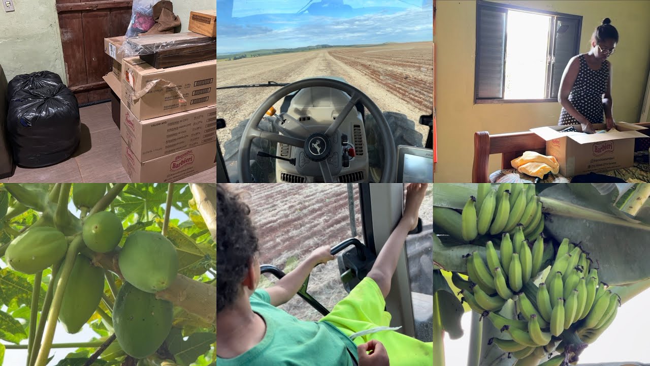 Comecei a organizar a mudança//finalizou a colheita aqui na porta/coisas que guardei mais de 20 anos