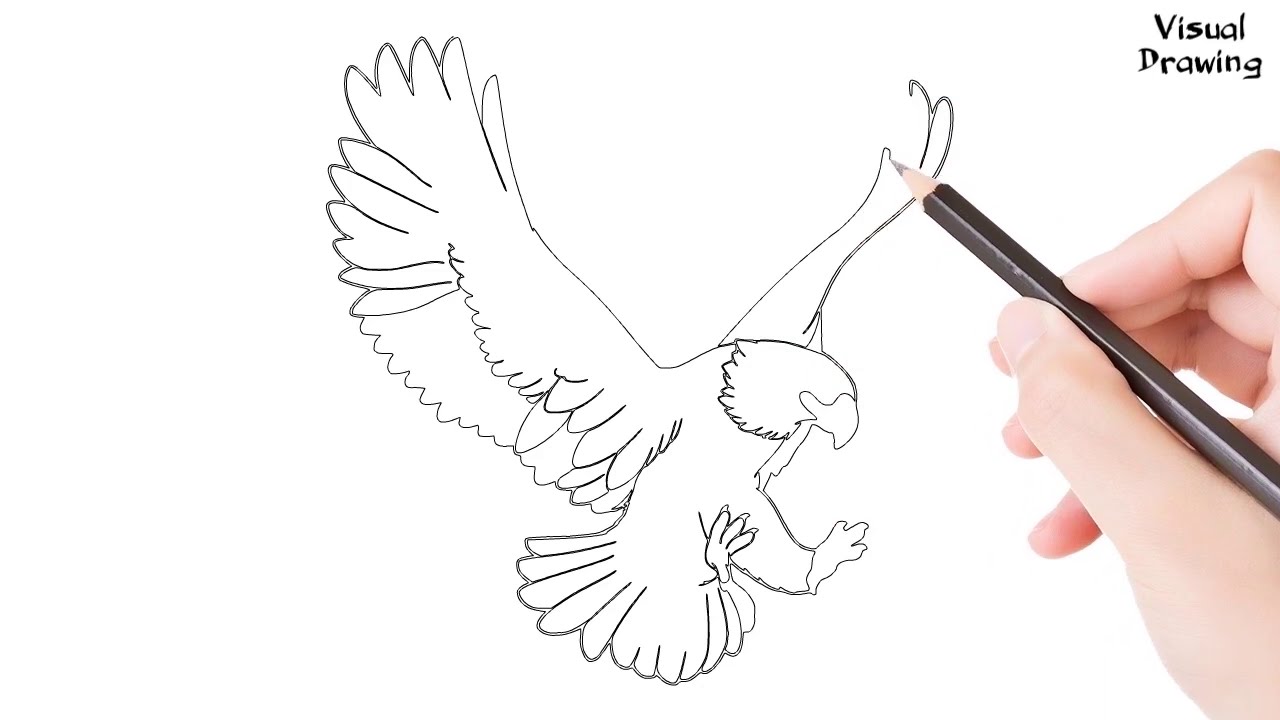 Harpy Eagle Drawing Easy, How To Draw A Harpy Eagle Flying For Beginners Step By Step