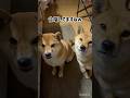 柴犬母娘の「ごはんくださいの歌」🤭 #柴犬 #shibainu #しゃべる犬 #親子