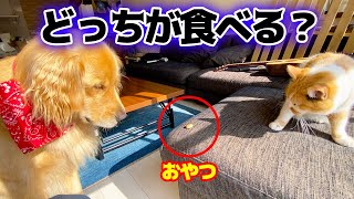 まりもとまるの間におやつを置いてみたら？